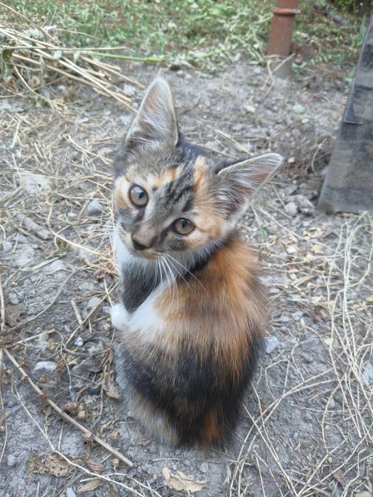 Отдам даром котенка