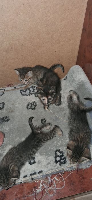 1.5 oylik, aqilli uy mushugi