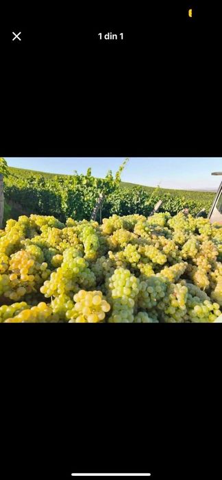Struguri de vin.preț real, transport la domiciliu