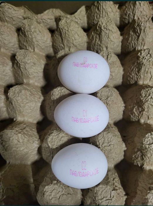 Яйца оптом Павлодарская птицефабрика,