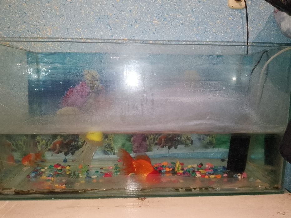 Akvarium sotiladi !! baliqlari va aparatlari bilan *Navoiy viloyati