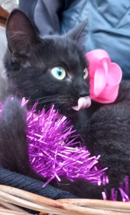 Отдаём добрым людям красивого котёнка