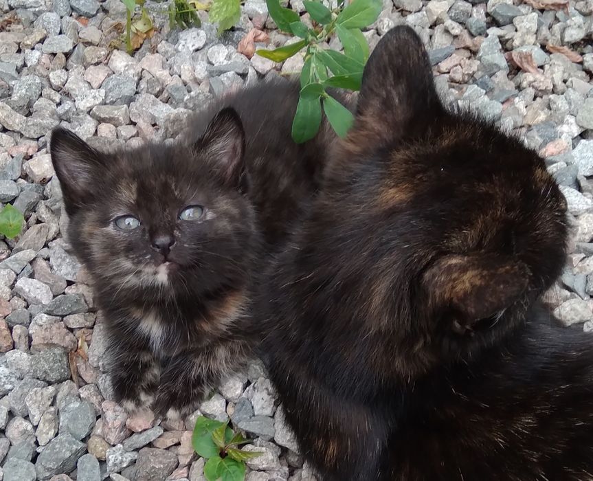 Котенок девочка, в добрые руки