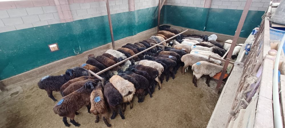 Семиз кой токты тусак кошкар