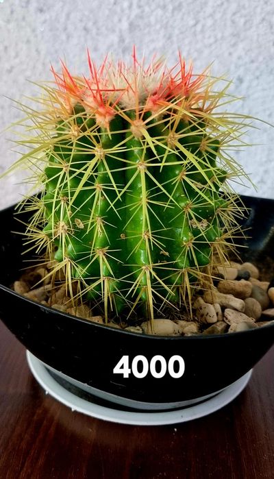 Цветы комнатные от 1500