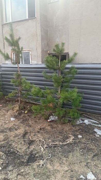 Продам елку и сосну