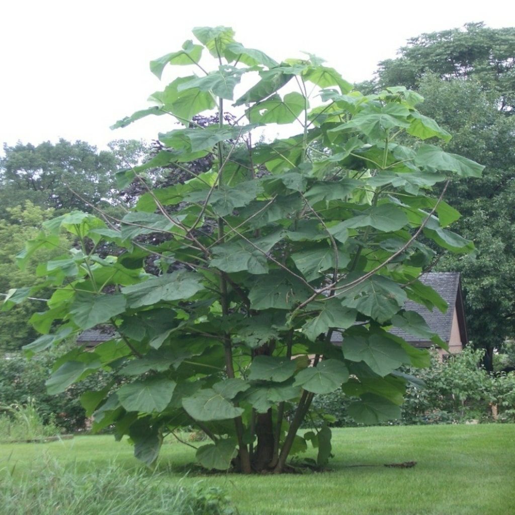 Войлочное дерево фото Войлочное дерево фото