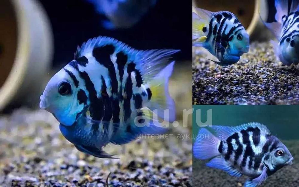 поменяю рыбок попугаев сапфировых