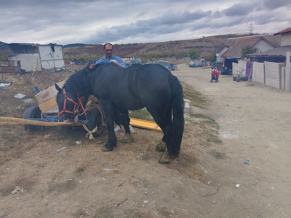 Vând mânz de un am și 2 luni semi greu