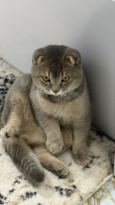 1 кошка для вязки