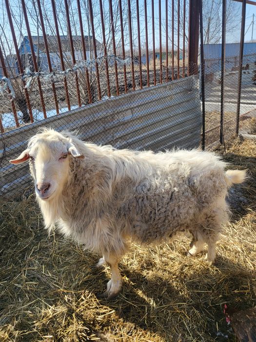 Продам Козла производитель