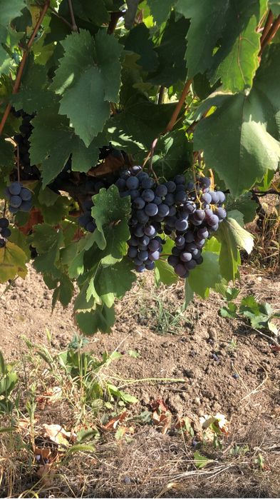 Struguri de vin