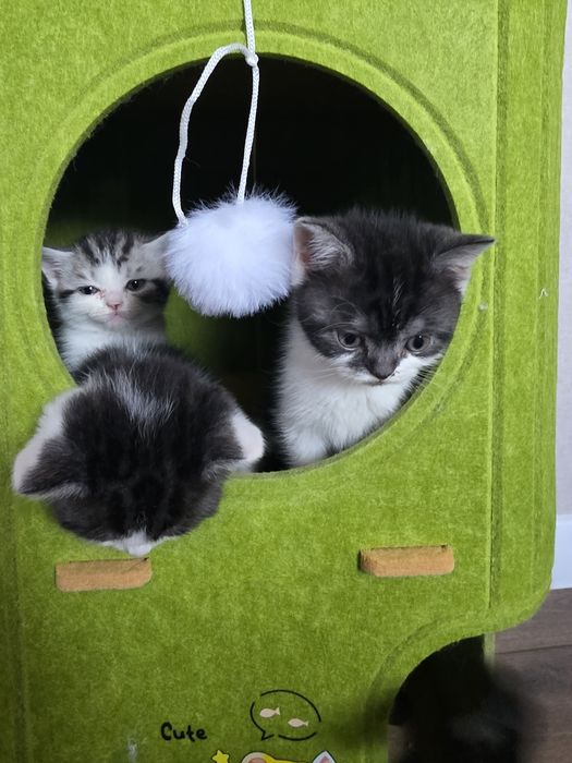 Британские котята