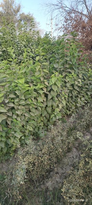 Mevali va manzarali kuchatlar optim narxda