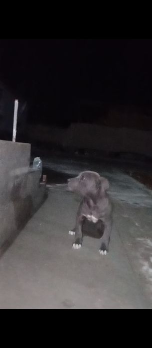 Сотилади тоза питбуль