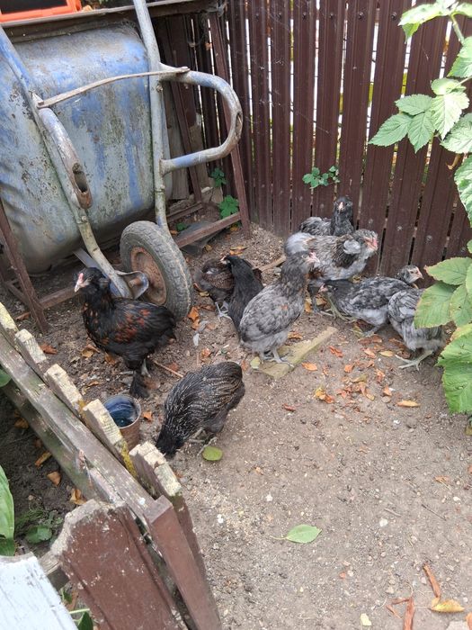 Gaini Wyandotte/Araucana/Cochinchina/Iepuri/Rațe