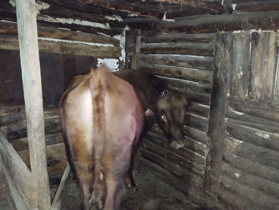 Продам бычка с откорма