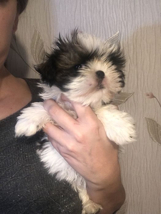 Прекрасные малыши Ши-тцу.