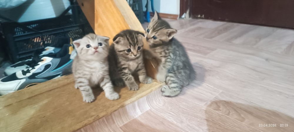 Британские котята