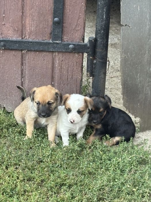 Donez 3 puiuți de câine