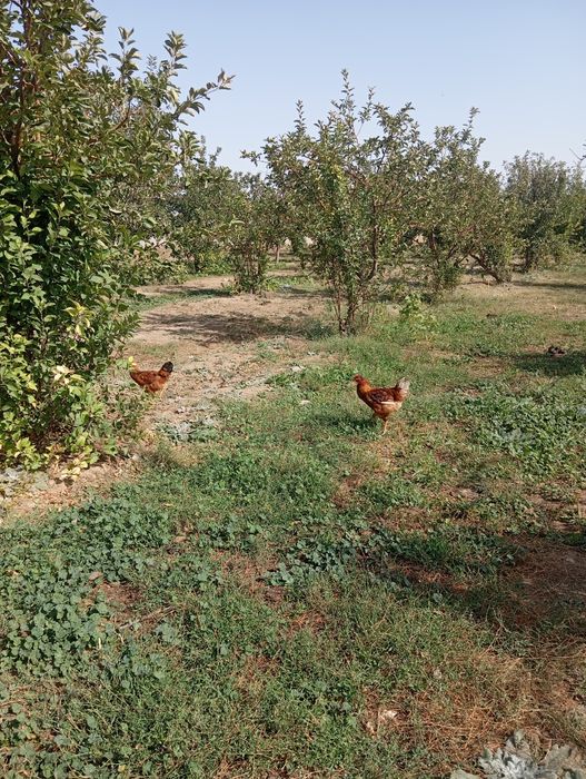 Дамашни таук сатлады