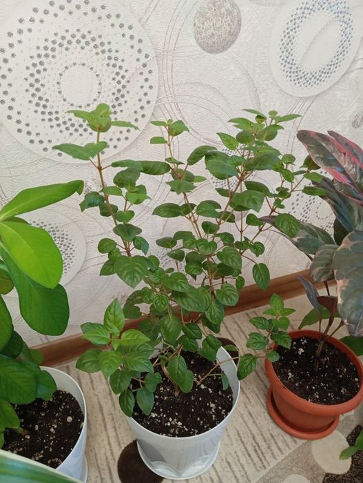 Продам растения для дома