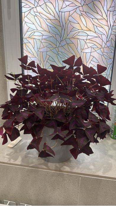 Цветы для офиса и дома.