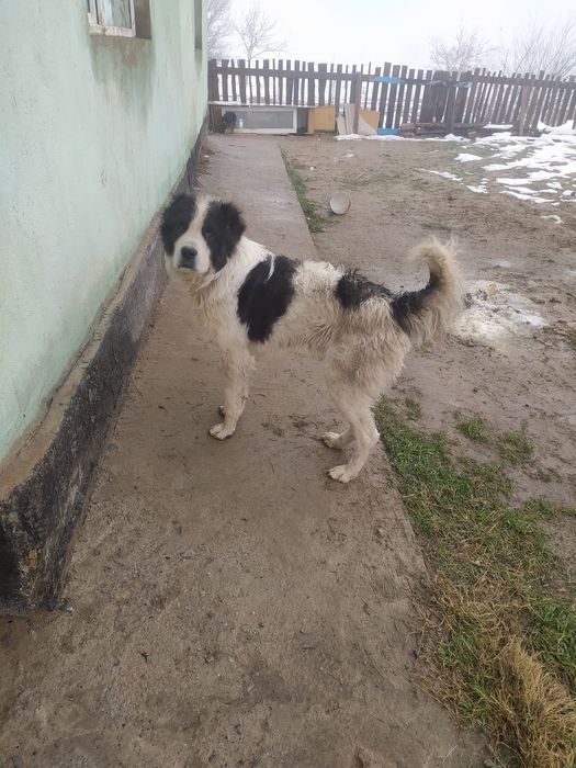 Ит сатылады 1 жастан асқан