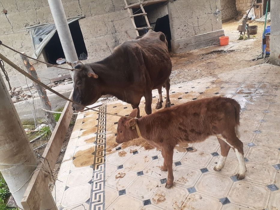 Ona bola sigir shvet qizil 2ta ona bola sigir