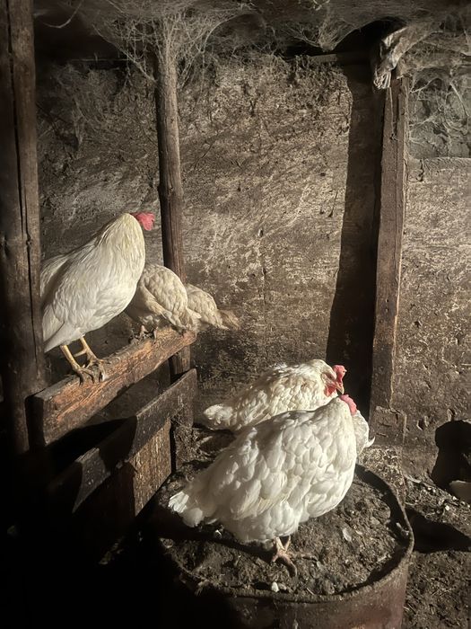 Тауык сатылады.Продается курицы