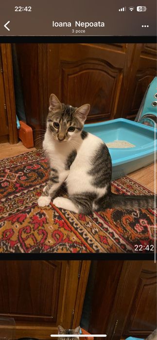 Pisic motan foarte curat , intelegator de comenzi si ascultator .