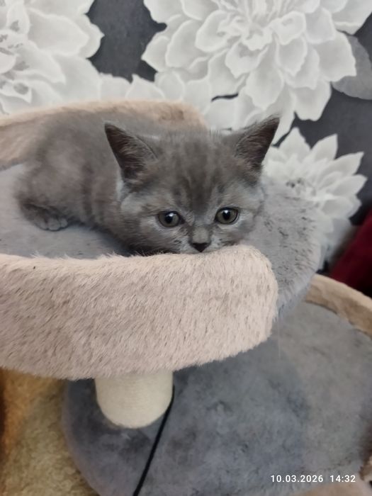 Продается шотландский котёнок