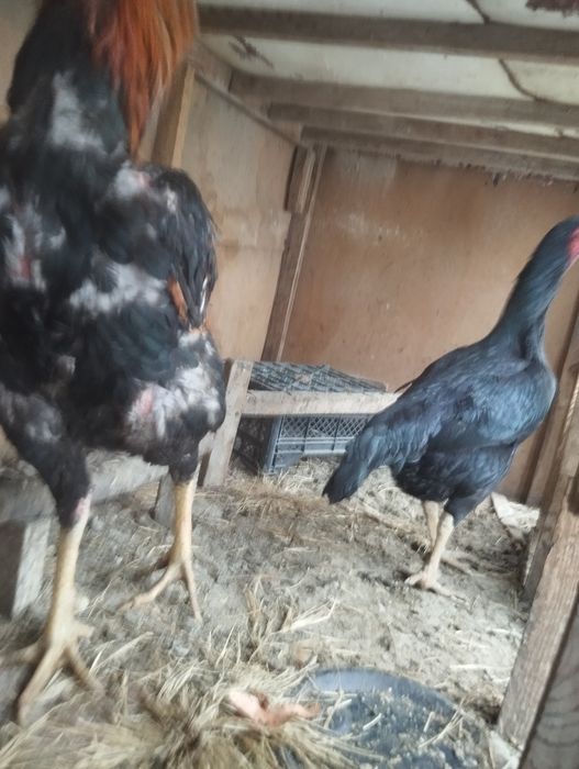 Дакан тухум сотилад