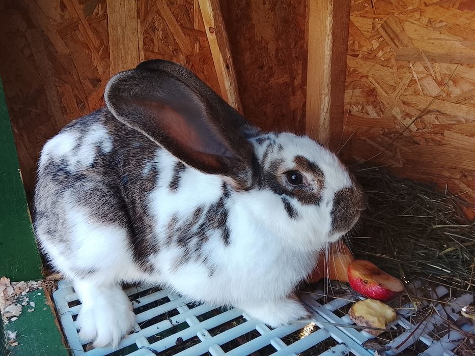 Vând iepuroaică uriaș german