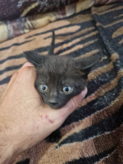 Подарявам котенца
