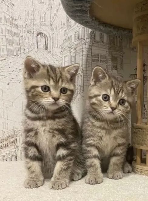 Красивенькие Котята