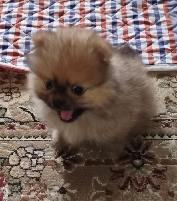 Мальчик померанского шпица