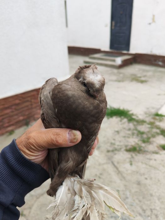 Продам голубь узбекский голубь