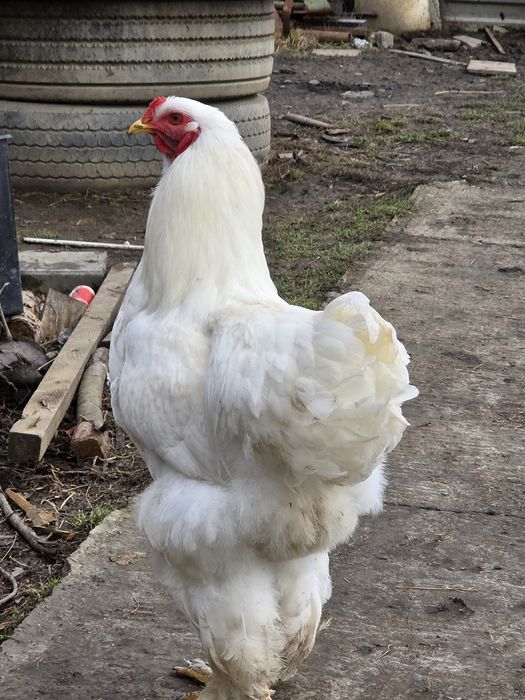 Ouă incubat Găini Brahma ,Austrolop