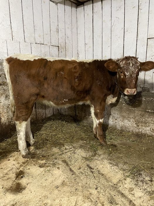 Vand junica angus