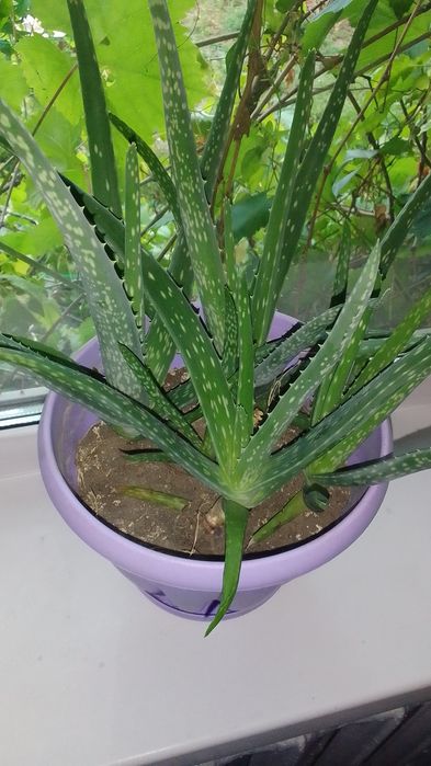 Продаю Каменная роза