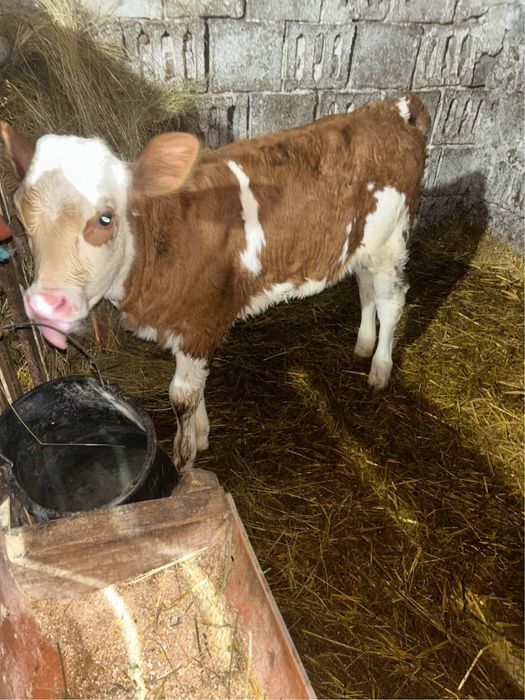 Vând vițea bălțată de 2 luni