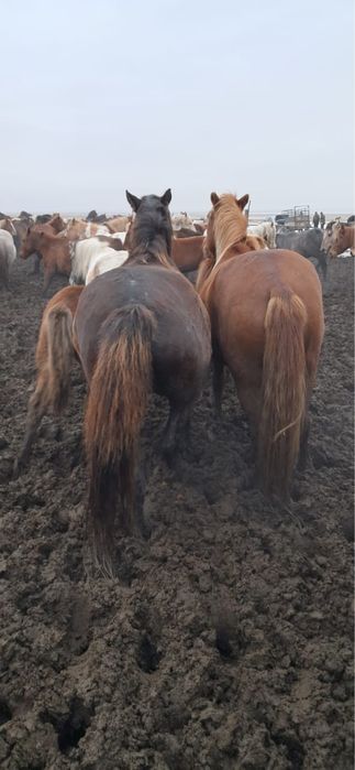 Продам лошадь кабыла жеребая