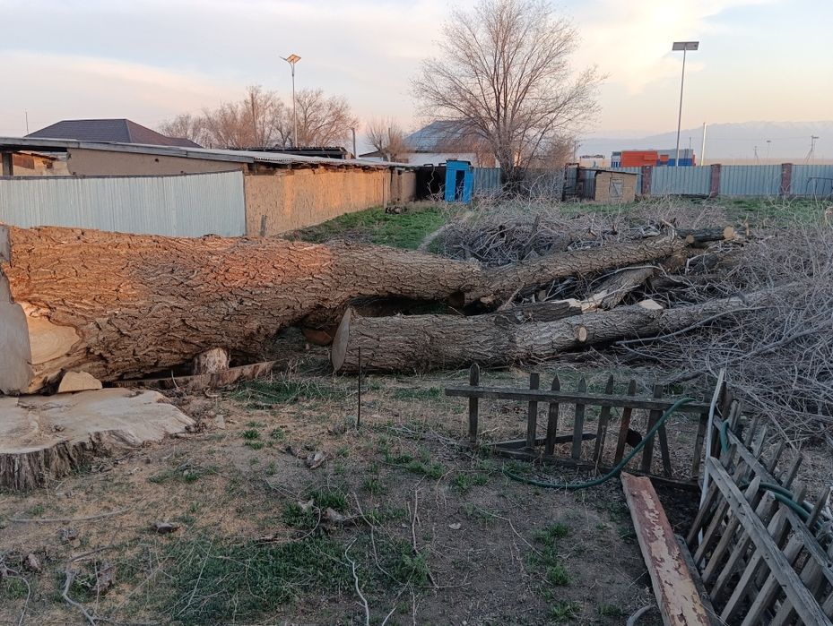 Дрова карагач самовывоз