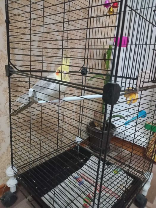 Карелла с клеткой