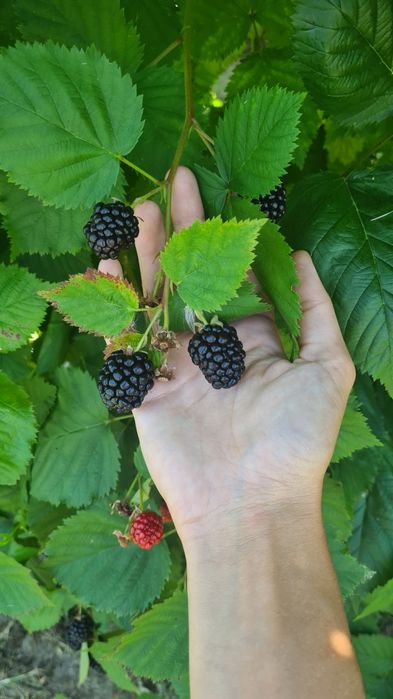 Gem de mure dulce