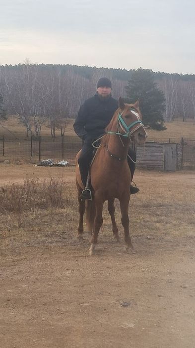 Обмен жеребец смена крови