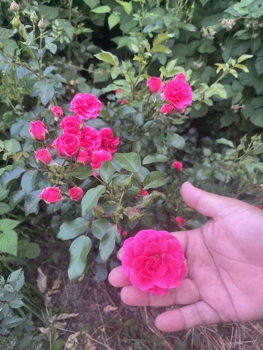 Продам саженцы роз
