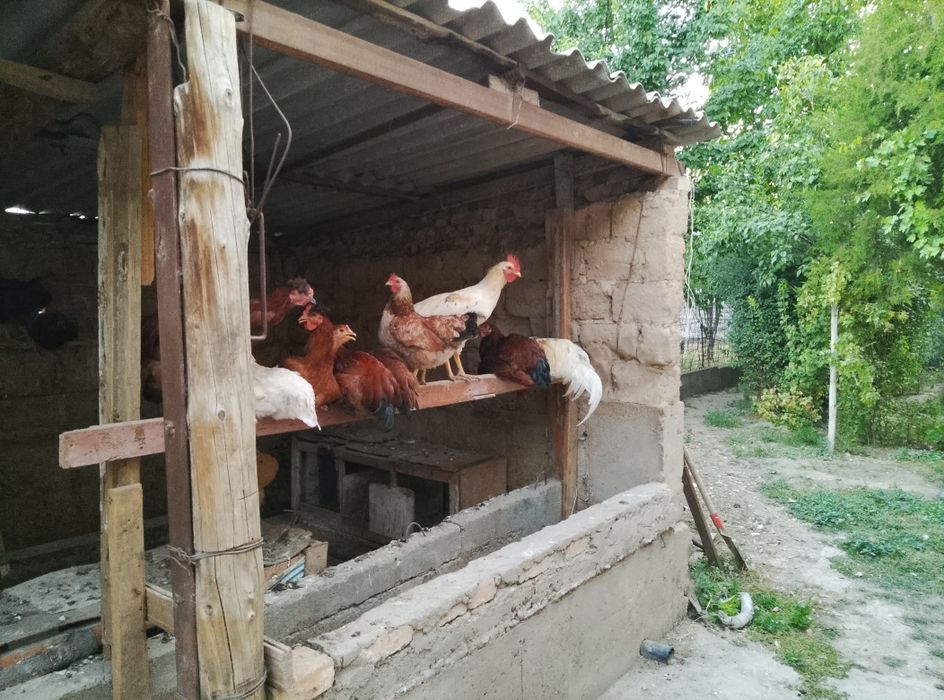 Тауықтар шөжелер