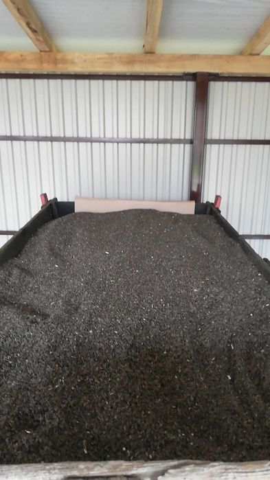 FLOREA SOARELUI (foarte bun pentru ulei)